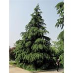 Tüplü Himalaya Sediri 110-140 Cm