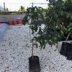 TÜPLÜ HÜNNAP FİDANI 4 YAŞ BOY 80-100CM