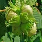 Tüplü İri Meyvelil Palaz Fındık Fidanı