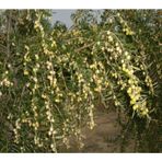 Tüplü İspanyol Bodur Arbequina Zeytin Fidanı 1yaş