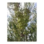 Tüplü Ispanyol Bodur Arbequina Zeytin Fidanı 40 60 Cm 1027853