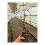 Tüplü Ispanyol Bodur Arbequina Zeytin Fidanı 5 Adet 15 40 Cm Arası 1577451126521