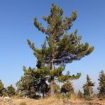 Tüplü Kara Çam (Pinus Nigra) Fidanı (4 Yaş 100-150 cm)