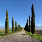 Tüplü Kara Servi (Cupressus sempervirens) Fidanı (20-30 cm)