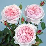 Tuplu Katmerli Kordes Rosen Sweet Antike Yediveren Gul Fidani