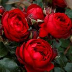 Tüplü Katmerli Kordes Rosen Till Eulenspiegel Kokulu Yediveren Gül Fidanı
