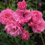Tüplü Katmerli Kordes Rosen Tina Yediveren Gül Fidanı