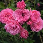 Tüplü Katmerli Kordes Rosen Tina Yediveren Soğuklara Dayanımlı Gül Fidanı