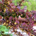 Tüplü Kırmızı Berberis Thunbergii Kadın Tuzluğu Fidanı 20-40 Cm