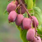 Tüplü Kivi Actinidia Arguta Ken's Red Kırmızı Kivi Fidanı
