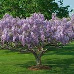 Tüplü Kokulu Mor Çiçekli Mor Salkım Fidanı (60-90 cm)