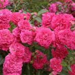 Tüplü Kokulu Multi Goncalı Yayılıcı Kokulu Roxy Gül Fidanı