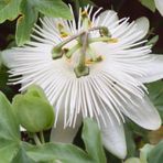 Tüplü Kokulu Passiflora Constance Eliott Fidanı