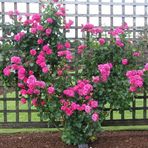 Tüplü Kokulu Pink Quen Pembe Renkli Sarmaşık Gül Fidanı