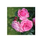 Tüplü Kokulu Reçellik Isparta Gülü Fidanı Rosa Damascena 10-20 Cm