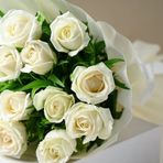 Tuplu Kordes Rosen White Masquerade Yediveren Gul Fidani