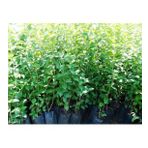 Tüplü Kurtbağrı Ligustrum Bahçe Çit Set Fidanı 30 - 50 Cm