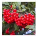 Tüplü Kuş Üvezi (Sorbus Aucuparia)