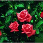 Tüplü Lady Rose Kokulu Gül Fidanı