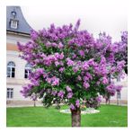 Tüplü Leylak (Syringa) Fidanı