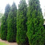 Tüplü Leylandi (cupressocyparis Leylandii) Fidanı(30-40cm)