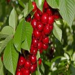TÜPLÜ MACAR VİŞNE FİDANI YAŞ 2 BOY 80-100CM