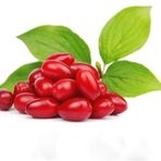 Tüplü Marmelatlık Anadolu Kızılcık Fidanı