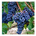 Tüplü Merlot Black Üzüm(Asma-Bağ)Fidanı