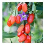 Tüplü Meyve Verme Yaşında Kırmızı Goji Berry Fidanı