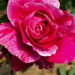 Tüplü Nadir Fleurette Sarmaşık Kordes Yediveren Sarmaşık Gül Fidanı