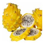 Tüplü Nadir Sarı Pitaya Yellow Dragon Fruit (Ejder Meyvesi) Fidanı