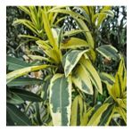 Tüplü Nerium Oleander Çift Renkli Alacalı Zakkum Fidanı