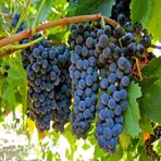 Tüplü Orta Geçci Verimli Şaraplık Syrah Şiraz Üzüm Asma-Bağ Fidanı