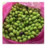 Tüplü Özel Aşılı Çeşit Kırmalık Çekişte Zeytin Fidanı