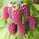 Tüplü Özel Böğürtlen Ahududu Melezi Loganberry Fidanı