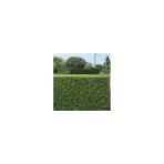 Tüplü Özel Kurtbağrı (Ligustrum) Fidanı 10-20 Cm
