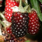 Tüplü Özel Üretim Verimli Melez Boysenberry Böğürtlen Fidanı