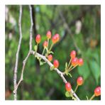 Tüplü Parfüm Kutusu Çiçeği Fidanı Sarcococca