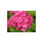 Tüplü Pembe Ortanca Fidanı 10-20 Cm