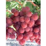 TÜPLÜ RED GLOBE ÜZÜM FİDANI İRİ TANELİ 2 YAŞ