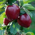 Tüplü Red Joremini Elma Fidanı