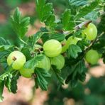 Tüplü Ribes Uva Crispa Hinnonmaki Green Yeşil Meyveli Bektaşi Üzüm Fidanı