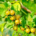 Tüplü Ribes Uva Crispa Sarı Meyveli Bektaşi Üzüm Fidanı