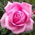 Tüplü Rose Dot Pembe-beyaz Renk Kokulu Yediveren Gül Fidanı