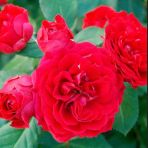 Tüplü Ruby Yediveren Multi Goncalı Masal Gülü Fidanı Gül Çemberi