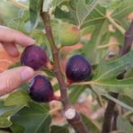 Tüplü Saksıda Yetiştiriciliğe Uygun Ficus Carica Ronde De Bordeaux İncir Fidanı