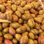 Tüplü Salamuralık İri Meyveli Domat Zeytin Fidanı