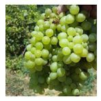 Tüplü Sauvignon Sugar Yellow Blanc Üzüm Fidanı