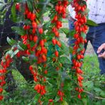 Tüplü Şifalı Kırmızı Goji Berry (Kurt Üzümü ) Fidanı 10 Adet