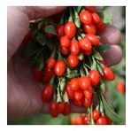 Tüplü Şifalı Kırmızı Goji Berry (Kurt Üzümü ) Fidanı 5 Adet